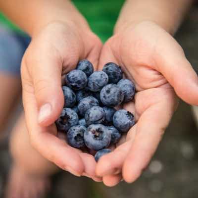 Hands holding blueberries