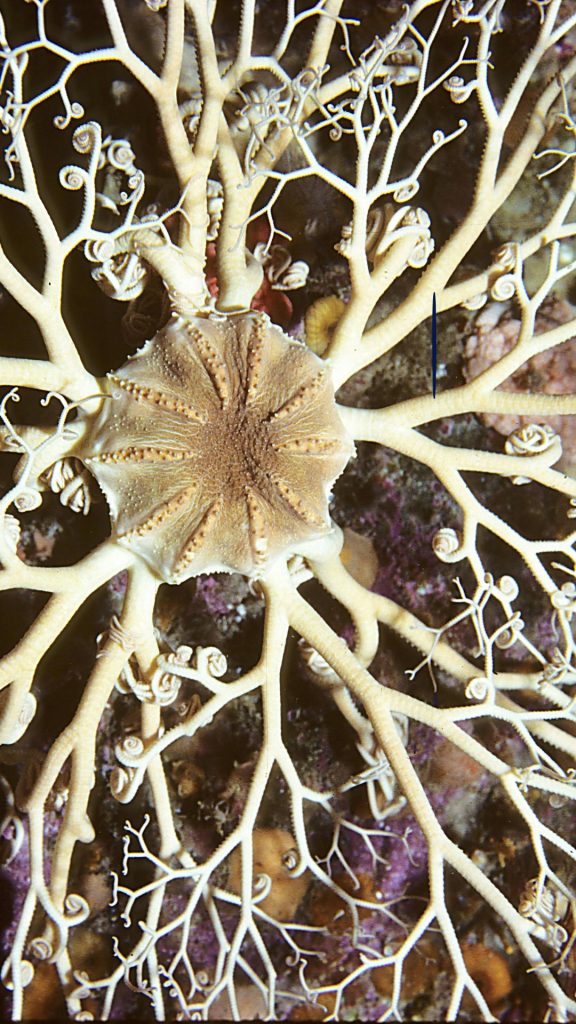 A close up picture of glymphatic system 